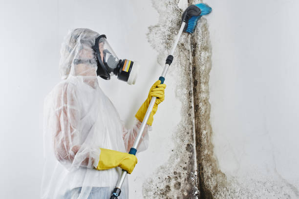 Best Post-Flood Mold Remediation in Greentree, NJ