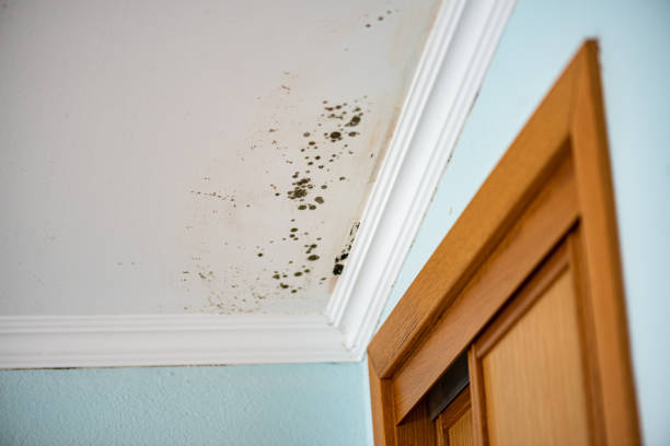 Best Industrial Mold Remediation in Greentree, NJ