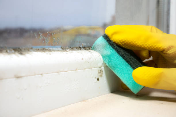 Best Insurance-Related Mold Remediation in Greentree, NJ
