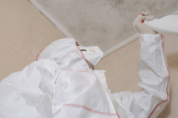 Best Residential Mold Remediation in Greentree, NJ