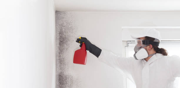 Best Kitchen Mold Remediation in Greentree, NJ