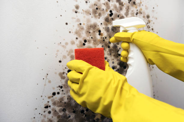 Best Crawl Space Mold Remediation in Greentree, NJ