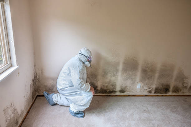 Professional Mold Remediation in Greentree, NJ