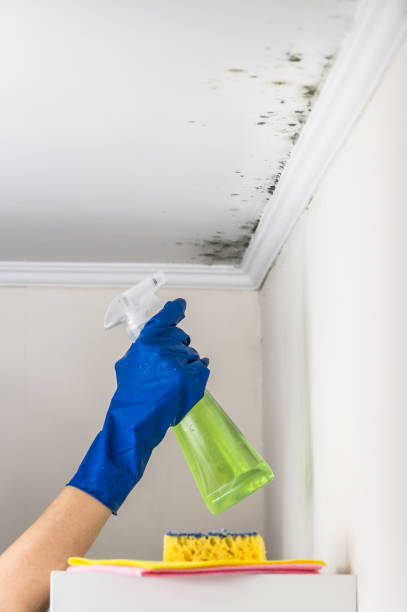 Best Basement Mold Remediation in Greentree, NJ